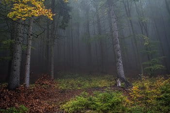 čarovný les