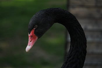 Černá labuť