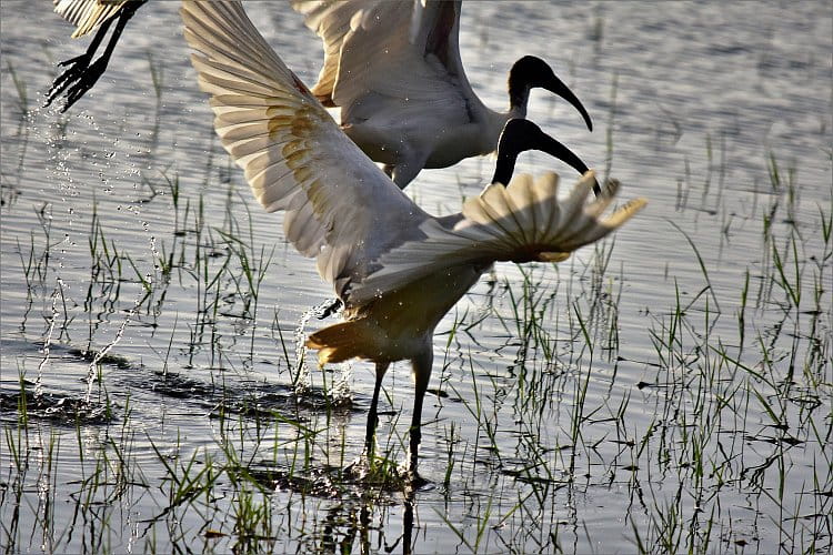 Jak se stoupá vzhůru - ibis černohlavý