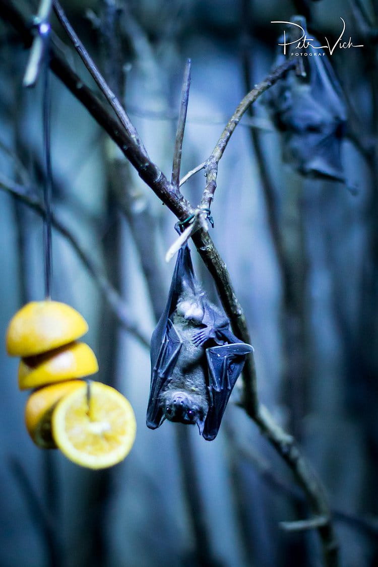 Bat & lemon