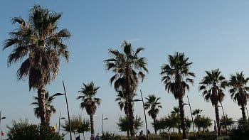 Palma vedle palmy