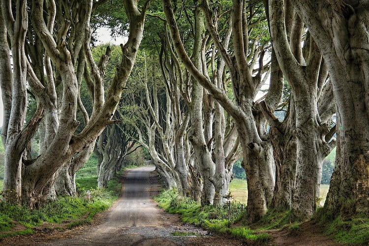 Dark Hedges, Severní Irsko