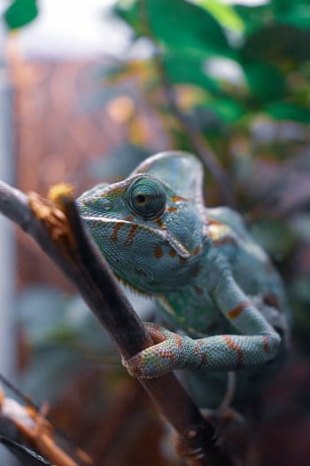 Mládě chameleona