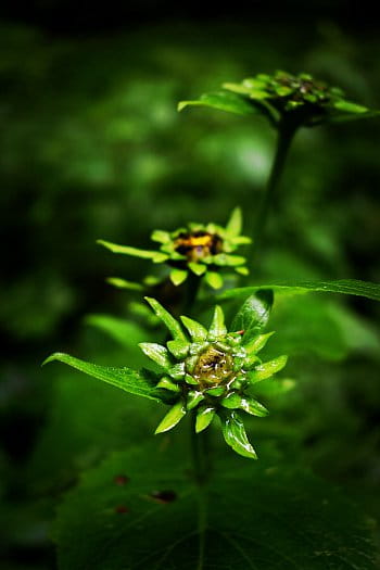 Beautiful green