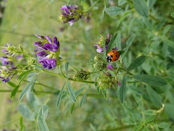 Ladybug in the Vetch