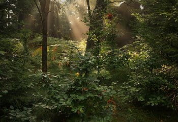 Krása lesů