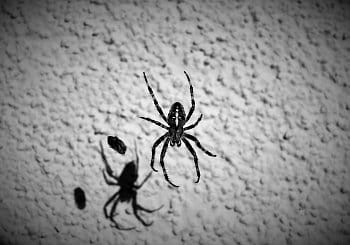 Pavouk a jeho stín