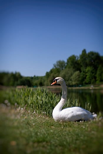 Labuť