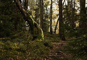V lesním tichu
