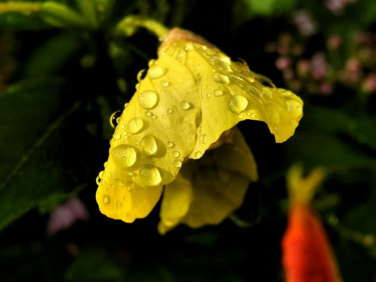 Květina po dešti