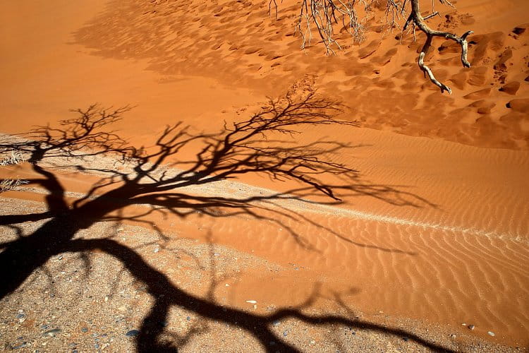 V poušti Namib (3)