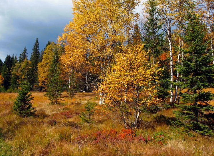 Zlatá Šumava