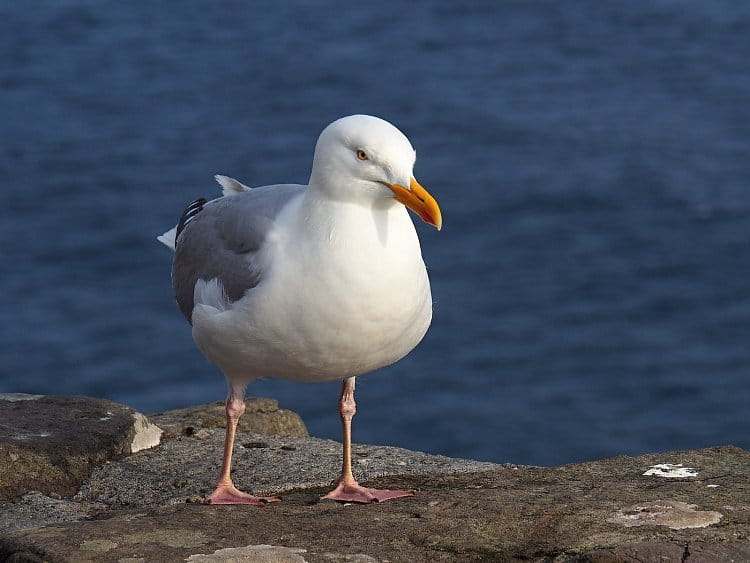 Na pobřeží