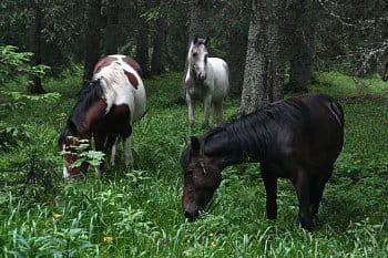 setkání v lese