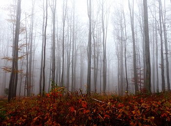 Když mlha vklouzne do lesa...