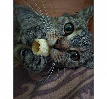 Kočičí hlad