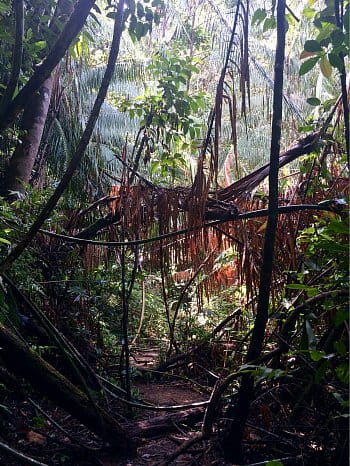 Sinharaya rain forest