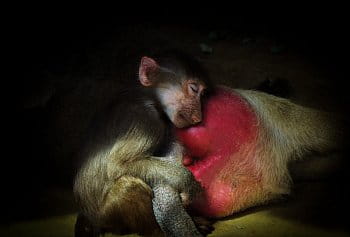 Monkey love