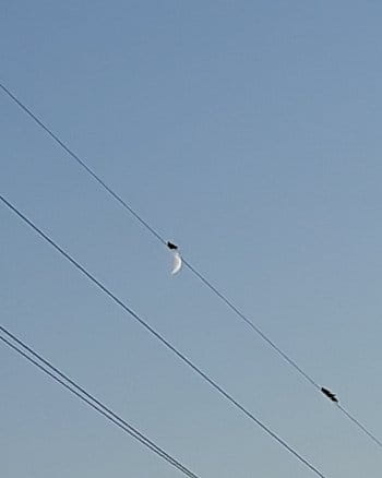 První holub na měsíci