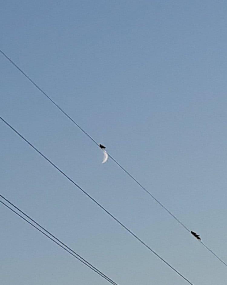 První holub na měsíci