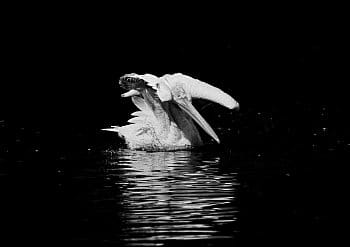 Koupel pelikána