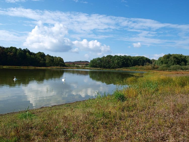 Bažantnice