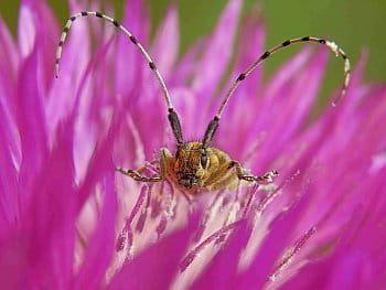 TESAŘÍK ÚZKOŠTÍTÝ (Kozlíček)	Agapanthia villosoviridescens