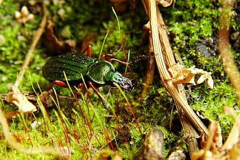 STŘEVLÍK ZLATÝ  CARABUS AURATUS