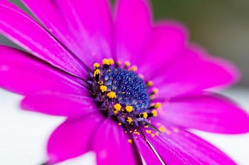 Osteospermum na ostrém slunku