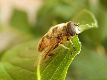 PESRŘENKA