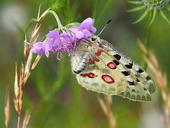 Jasoň červenooký - Parnassius apollo