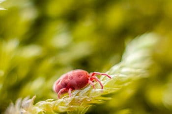 Trombidium holosericeum