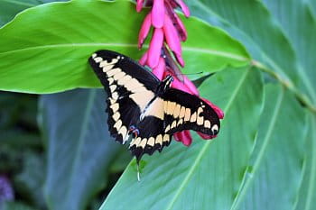 motýl2