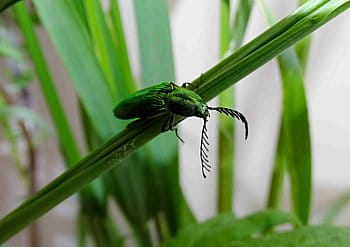 KOVAŘÍK ZELENÝ	 CTENICERA PECTICORNIS