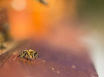 včela hlídačka