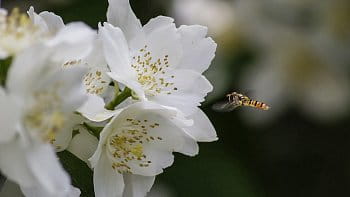 pestřenka