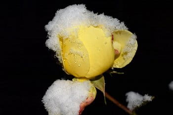 ledová růže