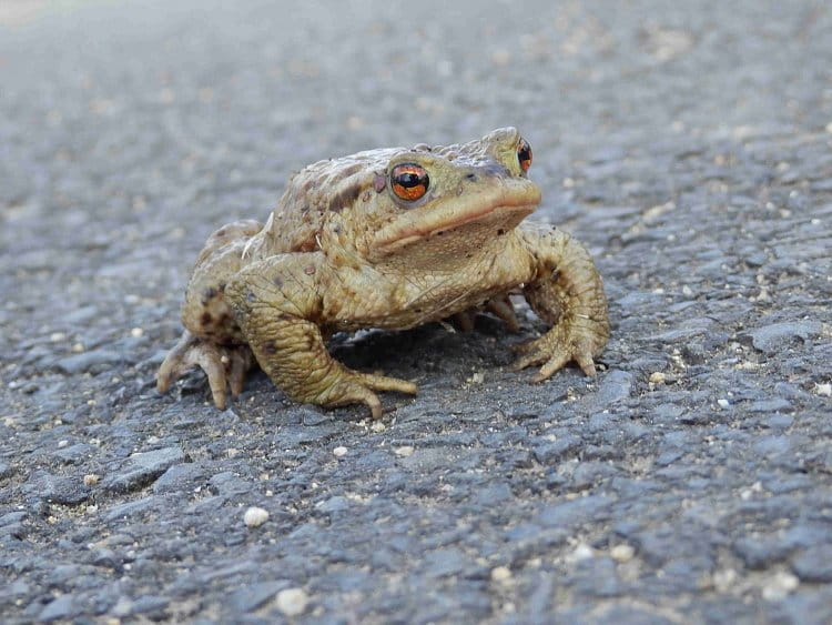 ŽABKA NA CESTÁCH