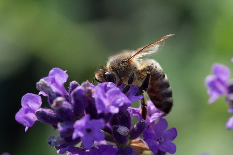 Včela na levanduli