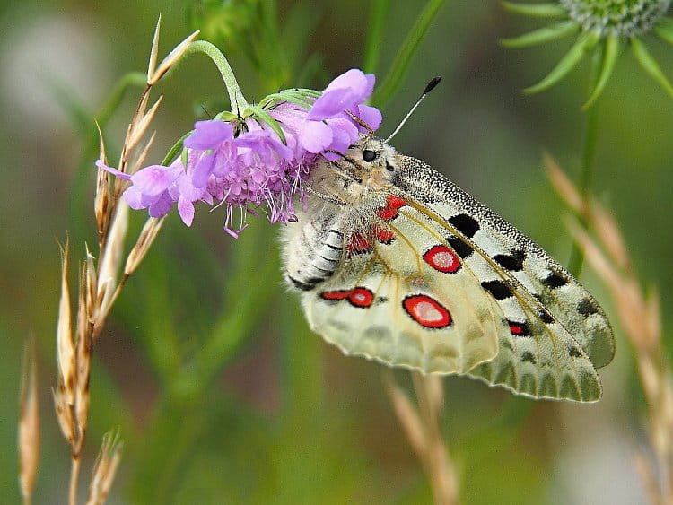 Jasoň červenooký - Parnassius apollo