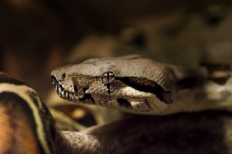 Hroznýš královsky (Boa constrictor)