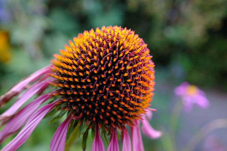 Echinacea