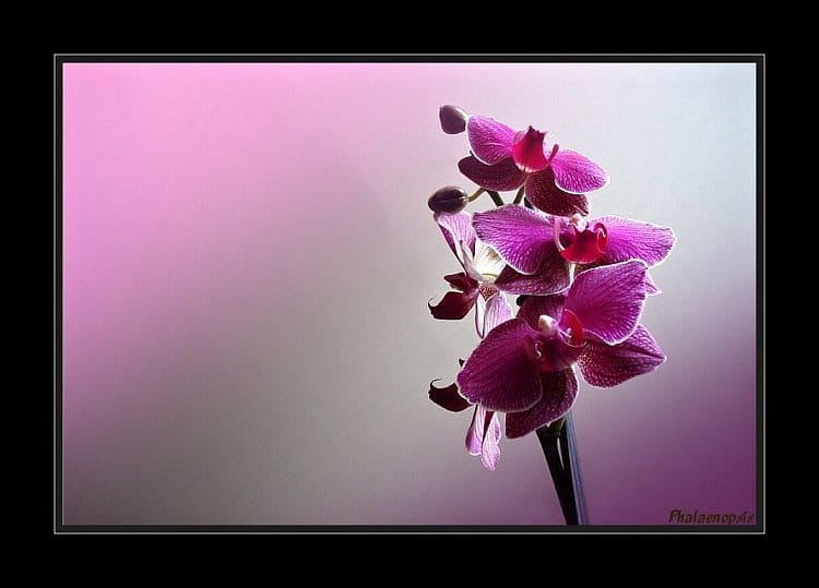 Orchidea