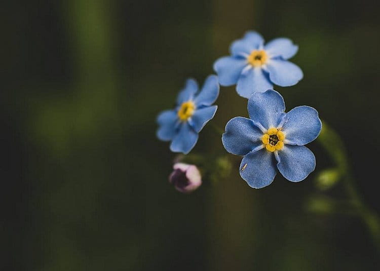 pomněnka úzkolistá (Myosotis stenophylla)