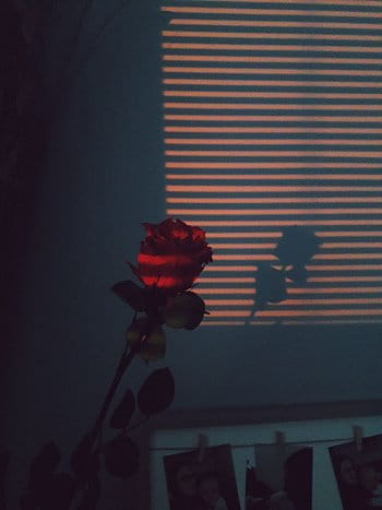 Růže při západu slunce