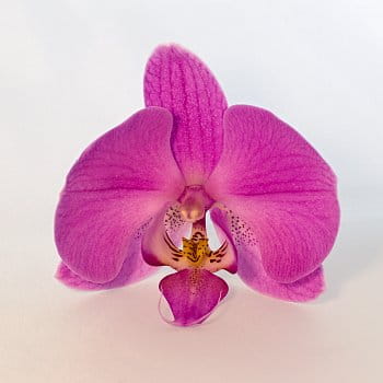 Orchidea