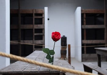 Terezínská růže