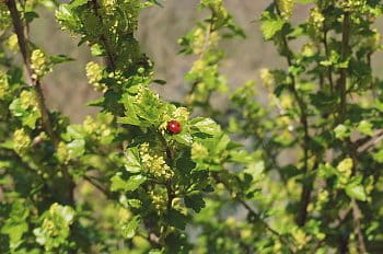 LadyBug