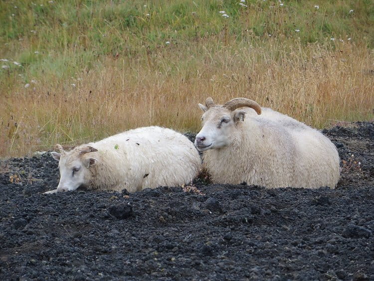 7 - spokojení huňáči odpočívající na vulkanitech, Island