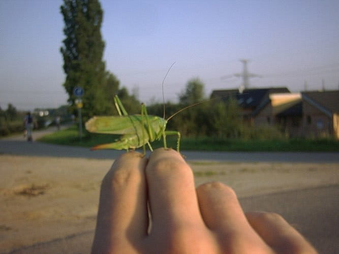 PŘÁTELSTVÍ KOBYLKY ZELENÉ A ČLOVĚKA